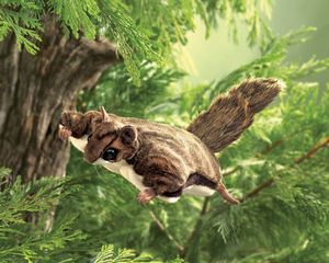 Flying Squireel